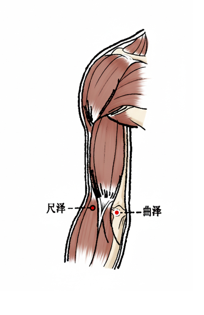 尺泽穴 / LU-5 / Chize / Cubit Marsh / 合穴
