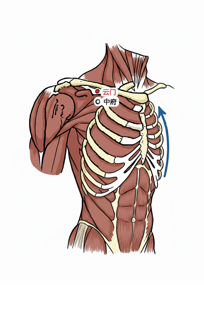 云门穴  / LU-2 / Yunmen /Cloud Gate 肺经首穴