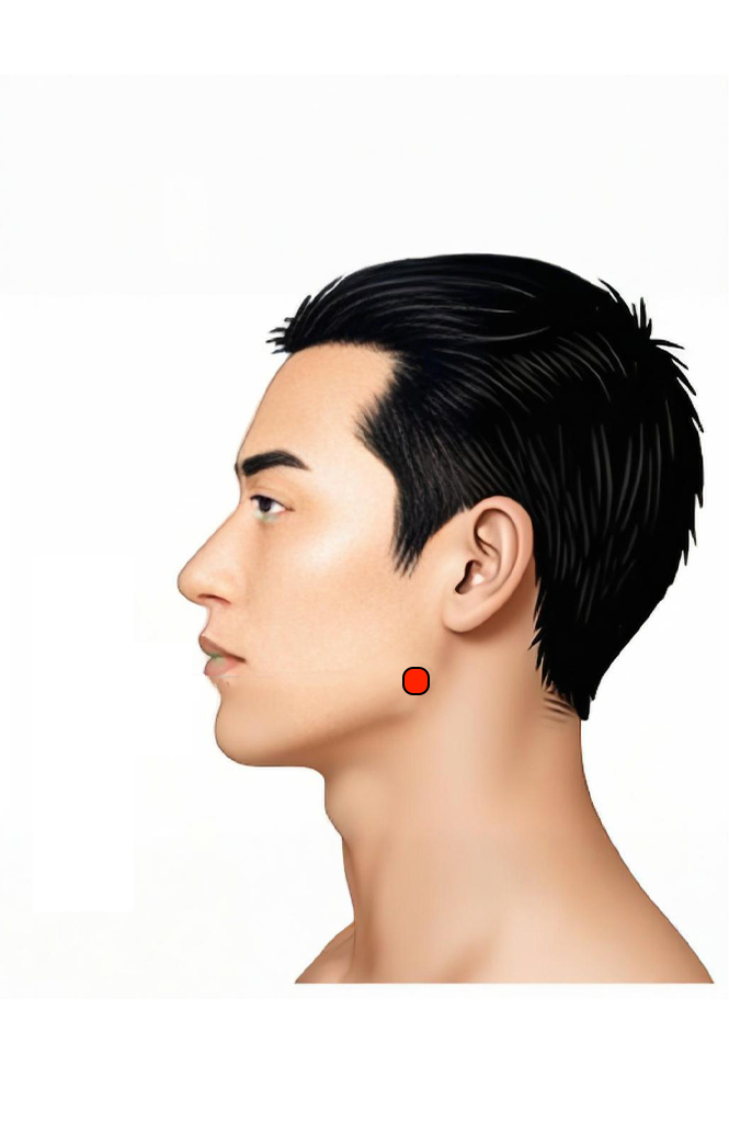 颊车穴 / ST-6 / Jiache / Jaw Vehicle / Jaw Cart