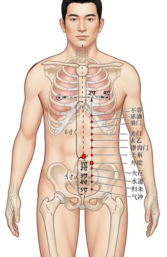 外陵穴 / ST-26 / Wailing / Outer Mound / 胃肠调理重点穴 / Key Digestive Regulation Point