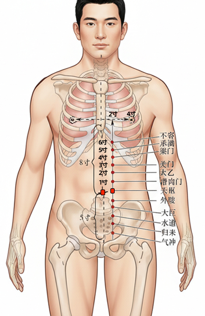 天枢穴 / ST-25 / Tianshu / 大肠募穴 / Front-Mu Point of the Large Intestine