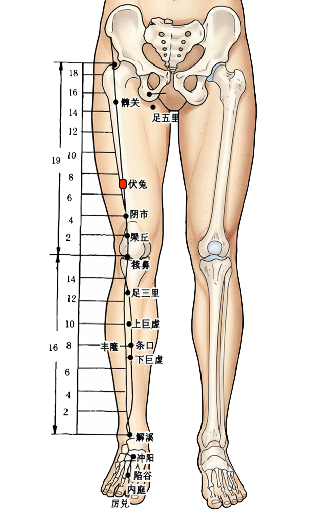 伏兔穴 /  ST-32 / Futu / Crouching Rabbit