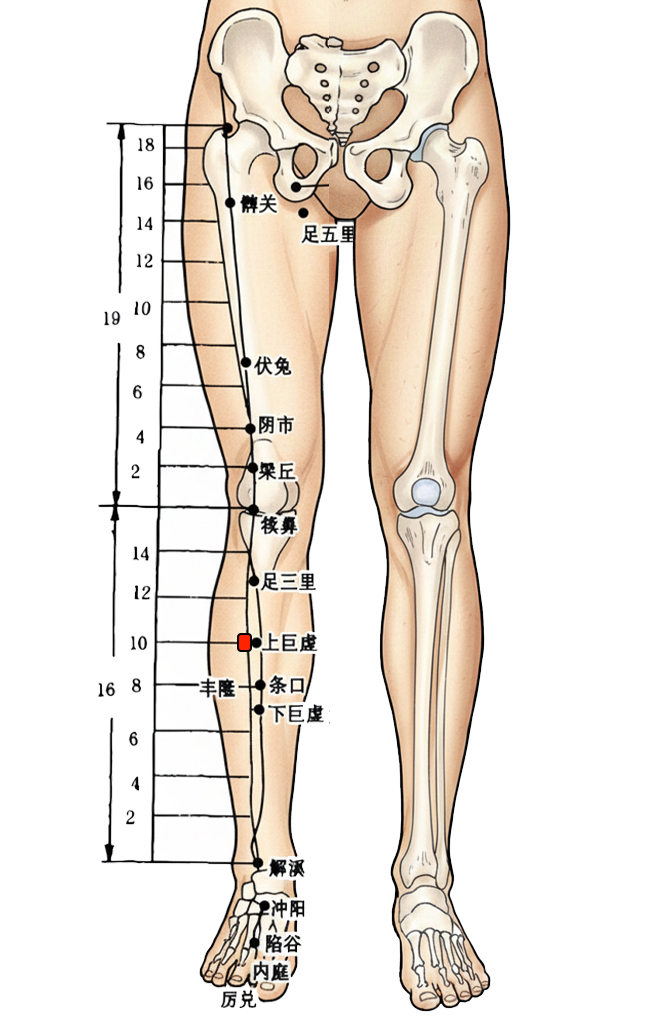 上巨虚穴 / ST-37 / Shangjuxu / Upper Great Void / 大肠下合穴