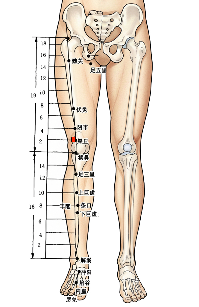 梁丘穴 / ST-34 / Liangqiu / Ridge Mound