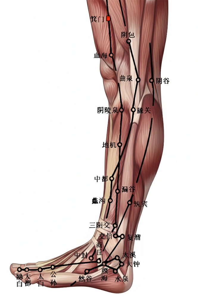 箕门穴 / SP-11 / jimen / Basket Gate / 足太阴脾经 郄穴 / Xi-Cleft Point